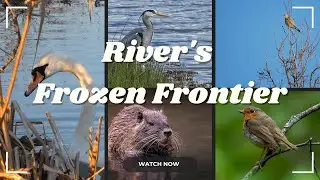 Winter Warriors: How Animals Survive the Frozen Ticino River