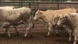 The Cattle Range Listing #712C521-201