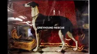 Greyhound Rescue Fife