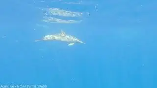 A Collaboration to Study Dolphin Sounds | Nautilus Live