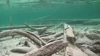Old ceder tree forest underwater