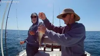 Catching red grouper and triggerfish with Pat on 4-12-25 offshore in Panama City, part 1.
