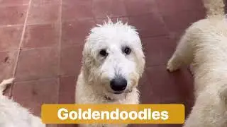 Goldendoodles Unleashed: Balanced Obedience Training for Service Dogs and Puppies