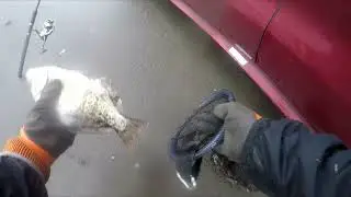 Pacific Beach Washington Fishing Trip - Surf Perch, Razor Clams and Steelhead - Dec 21st-23rd