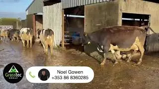 Spring In Calf Cows