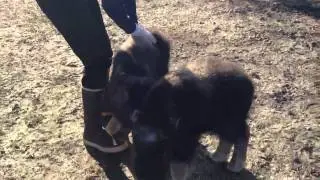 Musk ox babies