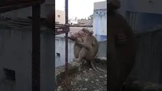 Baby monkeys love/baby monkey hugs his brother and play funny #shorts #monkeys #animals