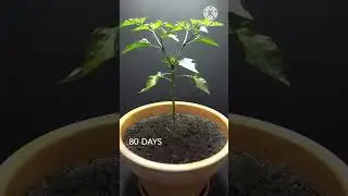 158 Days in 40 Seconds || Peter Pepper