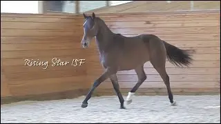 SOLD! Rising Star ISF -  2021 Dutch Warmblood gelding (Sir Sinclair  x Sorento x Florestan I)