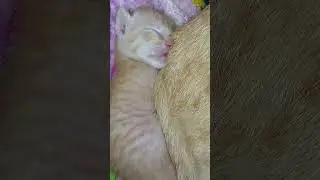 sleeping beside mama cat😻😻😻#cat#garfield #kitten#pets#viral#shorts#meow#funnycats#gingercat