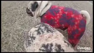 今年最後は天国の銀ちゃん😭😭