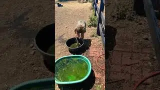 Working hard to clean horse bowls #cleaning #horses #clean #water