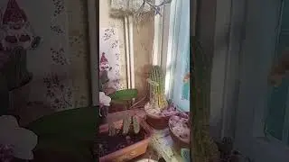 29.01.26, Цветут мои Сентипони .