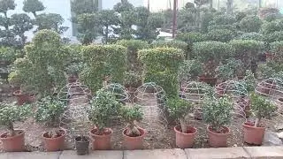 Short visit. #viral #nature #naturelovers #viralvideo  #viralshorts 