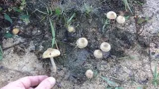 Inocybe lacera