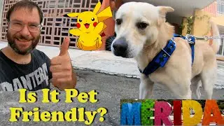 Is Merida Mexico Dog Friendly? | What Is It Like Owning A Pet In Mexico?