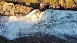 Spokane River is Wild Right Now!