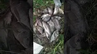 #shorts Domingo de pesca en la presa #Mayabeque #Cuba