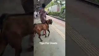 How to take goats in local trains