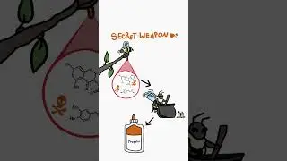 Honeybees have a secret weapon!