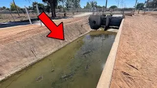 I Found So Many Trapped Fish In A Canal Puddle&hellip;