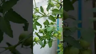 Perfect Home Tomatoes #gardening #tomato #houseplants #howtomakecompost #howtoplant