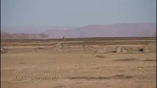 Lioness Xpl-108 reaching the Huab river during at twilight