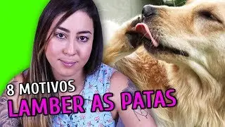 8 MOTIVOS PRO CACHORRO LAMBER AS PATAS