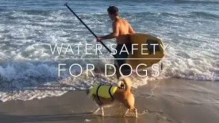 Veterinarian Surfer Talks Water Safety For Dogs