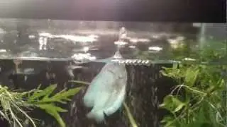 Dwarf Gourami Spitting Water