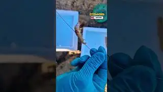 Surfcasting: Pesce senza dubbio