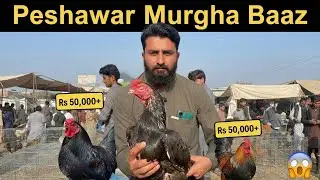 Top Quality Aseel & Shamo Roosters | Premium Breeds, Power & Prices