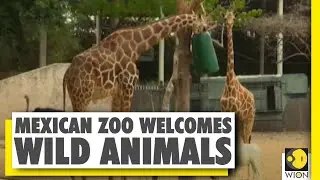 World Environment Day | Mexican zoo welcomes Bengal Tiger, Green Macaws