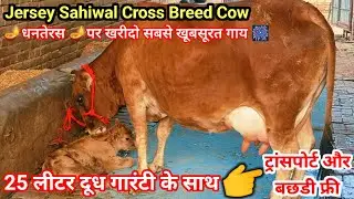 25 Letter Milk ( Top Quality Jersey Sahiwal Cross Breed Cow For Sale ) Sri Ganganagar Rajasthan
