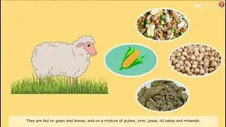 Class VII living science 04 Animal Fibres