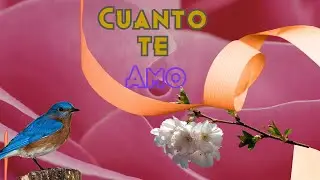 Cuanto te amo mi Amor.Poemas de Amor para Dedicar.