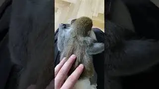 Рікі відпочиває 🤗🙈