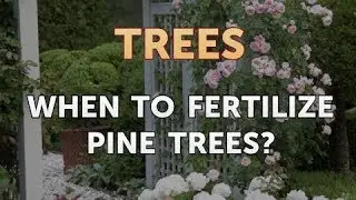When to Fertilize Pine Trees?