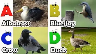 Birds Alphabet Song for Kids | Birds ABC Song | Phonics for Kids | Baby | Alphabet Letters