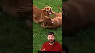 DIY Dog Fan #Shorts
