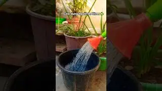 Make excellent liquid fertilizer from cow dung cakes ♻️ #organicgardening #shorts #garden #cowdun...