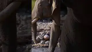 Wild Life Animals! discovery wild life!