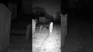 🐱🌙 Night Cam Captures Cat Walking Upright in Cemetery #CaughtOnCamera #Shorts