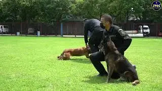 PNP EOD/K9 GROUP, TINITIYAK ANG KALUSUGAN AT KAKAYAHAN NG K9 DOGS