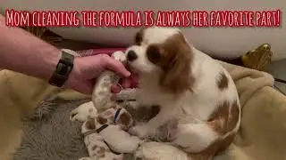 Update 4 - The Runt aka &lsquo;Agent Orange&rsquo; @ 1 week old