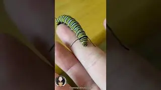 O incr&iacute;vel ciclo de vida de uma borboleta monarca⠀