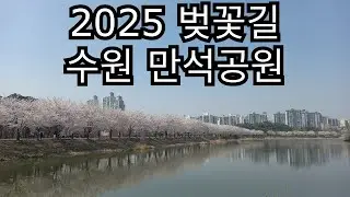 2025 수원 만석공원 벚꽃길 / 2025 Suwon Manseok Park Cherry Blossom Road