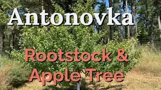 Antonovka Rootstock and Tree