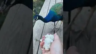 Будут ли павлины есть рис???? #шорты