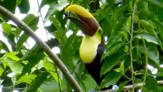 Hear A Toucan Calling - Costa Rica Bird Watching